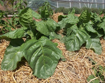 AZTEC / RUSTICA 1000 jaar oude tabak – (ceremonieel) vrij van chemicaliën (GGO-vrij) – Wereldwijde verzending