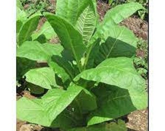 VIRGINIA GOLD Tobacco Seeds Canada Non-GMO Organically Grown Worldwide Shipping