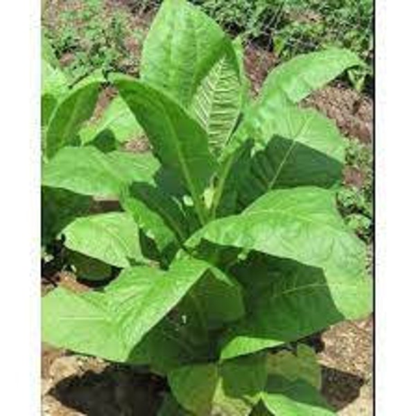 VIRGINIA GOLD Tobacco Seeds Canada Non-GMO Organically Grown Worldwide Shipping