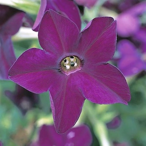ORNAMENTAL &quot;Purple Perfume&quot; Tobacco Seeds Canada Non-GMO Chemical Free
