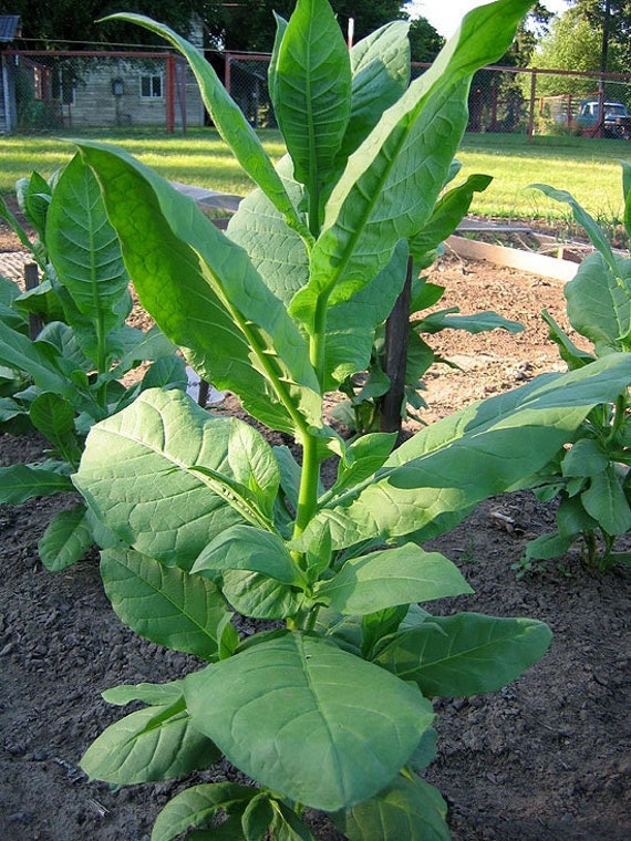 turkish izmir tobacco Buy TURKISH Izmir Tobacco Seeds Canada Non-gmo Chemical Free Online in  India