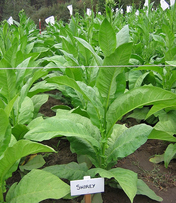 tobacco seeds canada DARK VIRGINIA Tobacco Seeds Canada “shirey” Non-gmo Chemical Free Worldwide  Shipping Bubble Envelope