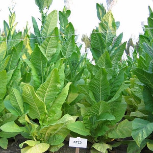 KENTUCKY FIRE-CURED Tobacco Seeds Canada Organic Non-Gmo Pesticide-free - Worldwide Shipping!