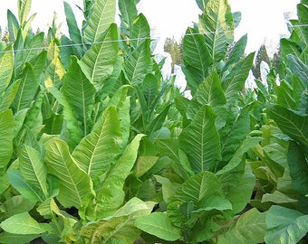 Semillas de tabaco KENTUCKY FIRE-CURED de Canadá, orgánico, sin OMG, sin pesticidas: ¡envío a todo el mundo!