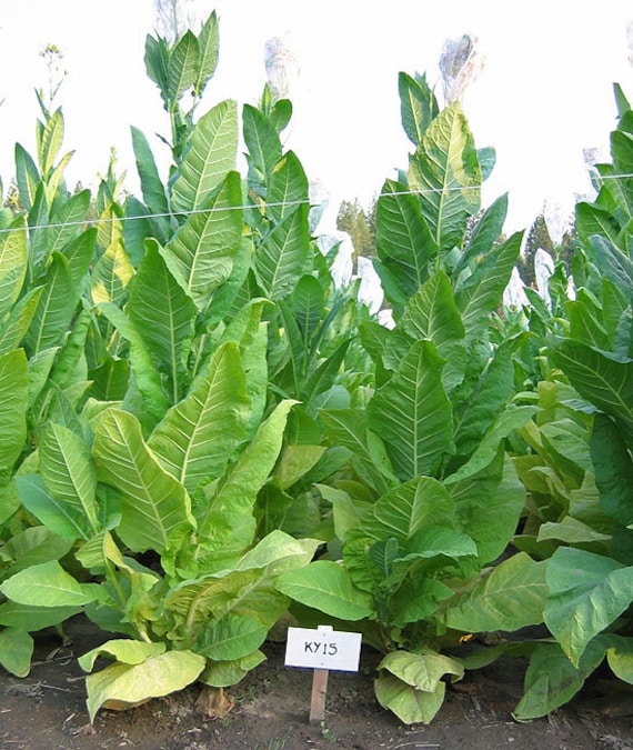 fire-curing tobacco process Curing Methods and Tobacco Types fire-curing tobacco process Curing Methods and Tobacco Types