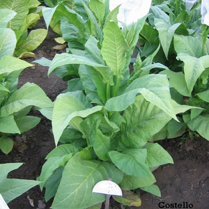VIRGINIA - &quot;Costello&quot; Heirloom Tobacco Seeds Canada Non-GMO Pesticide-free Worldwide Shipping