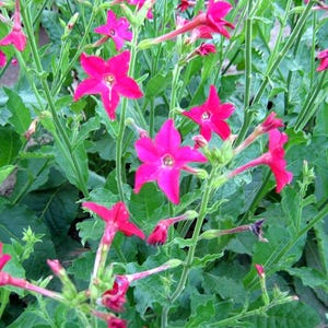ORNAMENTAL &quot;Crimson Bedder&quot; Tobacco Seeds Canada Non-GMO Chemical Free