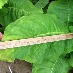 CIGAR WRAPPER &quot;Connecticut Shade&quot; Tobacco Seed Canada - Non-GMO Chemical Free