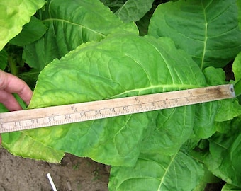 ENVOLTURA DE CIGARRO "Connecticut Shade" Semilla de Tabaco Canadá - Sin OMG y sin químicos