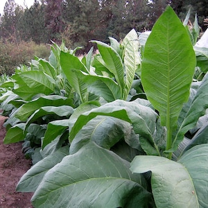 USA HEIRLOOM Tobacco Seeds Canada Organic Non-GMO Chemical Free - Worldwide Shipping!