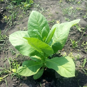CIGAR Seed SUMATRA Premium Wrapper Tobacco Seed Canada - Non-GMO Chemical Free