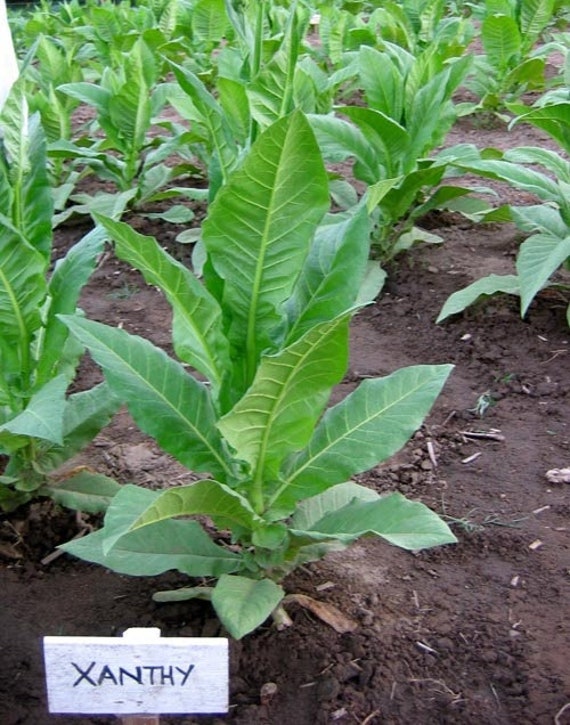 BASMA - Tobacco Seeds Canada Non-gmo Chemical Free Quality Tested Seeds