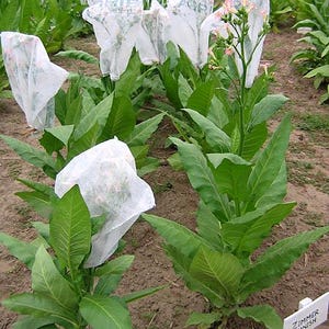 CIGAR Seed Spanish Zimmer - Tobacco Seed Canada - Non-GMO Chemical Free