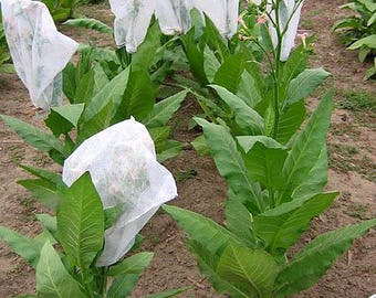Semillas de cigarros Zimmer - Semillas de tabaco Canadá - Sin OMG y sin químicos