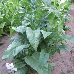 VIRGINIA - &quot;Gold Leaf&quot; Heirloom Tobacco Seeds Canada Non-GMO Pesticide-free Worldwide Shipping