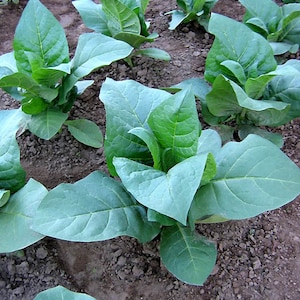 ITALIAN CIGAR (Heirloom) - &quot;Nostrano del Brenta&quot; Tobacco Seed Canada - Non-GMO Chemical Free