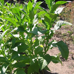 VIRGINIA BRIGHT Leaf Tobacco Seeds Canada Non-GMO Quality Tested Seeds Worldwide Shipping!