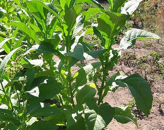Semillas de tabaco de hoja VIRGINIA BRIGHT de Canadá. Semillas de calidad probada sin OGM. ¡Envío a todo el mundo!