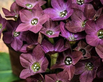 Semillas de tabaco ornamentales "Bronze Queen" de Canadá, sin OMG ni químicos.