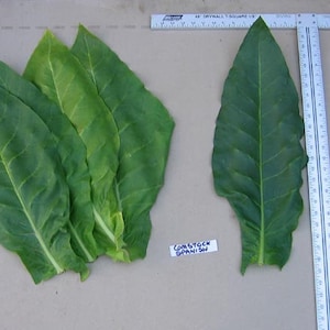 SPANISH CIGAR Seeds  Tobacco Seeds Canada Non-GMO Chemical Free 2021 Harvest