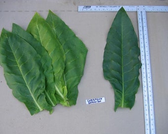 SEMILLAS DE CIGARRO ESPAÑOL Semillas de Tabaco Canadá Sin OMG Sin Químicos Cosecha 2021