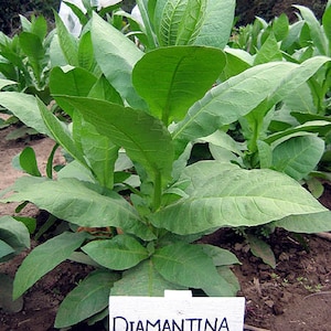 BRAZILIAN CIGAR Tobacco Seeds Canada Organic Non-GMO Chemical Free - Worldwide Shipping!