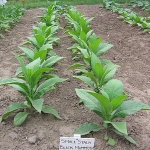 BLACK MAMMOTH Tobacco Seeds Canada Non-GMO Organically grown Worldwide Shipping