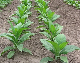 Semillas de tabaco BLACK MAMMOTH Canadá Sin OGM Cultivo orgánico Envíos a todo el mundo