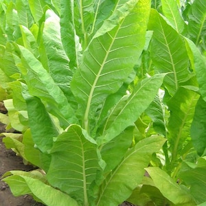 BURLEY Tobacco Seeds Canada Non-GMO Chemical Free