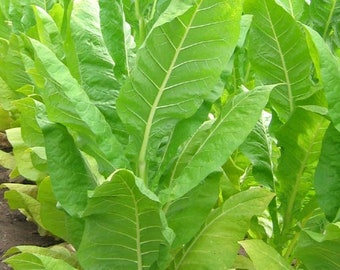 BURLEY Tobacco Seeds Canada Non-GMO Chemical Free