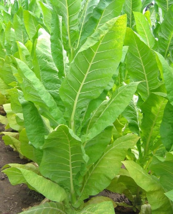 is tobacco poisonous to eat Smokeless Tobacco is tobacco poisonous to eat Smokeless Tobacco