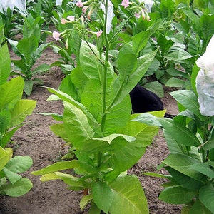 MARYLAND BURLEY - Tobacco Seeds Canada Non-GMO Chemical Free