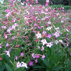 ORNAMENTAL &quot;Affinis&quot; Tobacco Seeds Canada Non-GMO Chemical Free