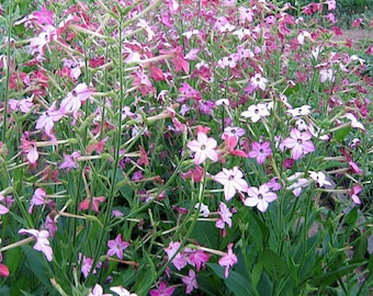 Semillas de tabaco "Affinis" ORNAMENTAL Canadá Sin OMG Sin químicos