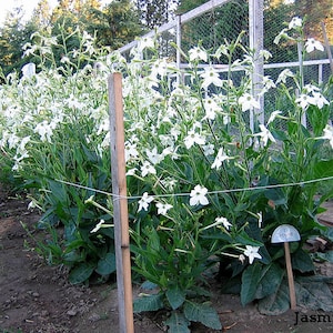 FLOWERING TOBACCO &quot;Jasmine&quot; Tobacco Seeds Canada Non-GMO Worldwide Shipping