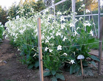 TABACO EN FLORACIÓN "Jazmín" Semillas de Tabaco Canadá Sin OGM Envíos a Todo el Mundo