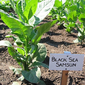TURKISH Black Sea Samsun Tobacco Seeds Canada Non-GMO Chemical Free