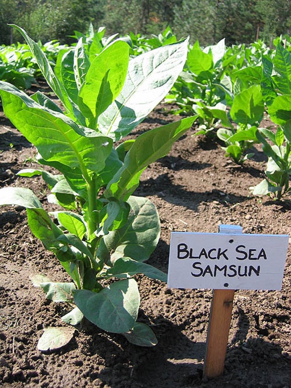 TURKISH Black Sea Samsun Tobacco Seeds Canada Non-gmo Chemical Free