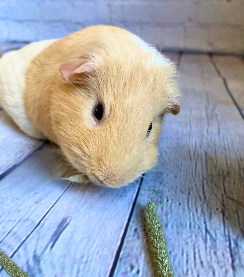 Timothy Seed Head Treats. A Tasty Treat for Small Pets Including