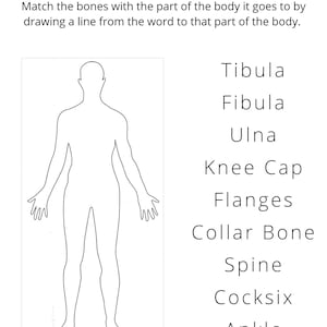 Where is the Bone? Matching worksheet