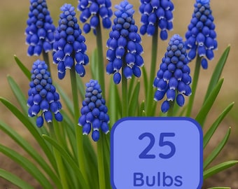 Grape Hyacinth Bulbs (Muscari Armeniacum])
