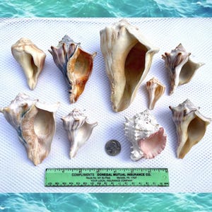 Set of 9 Welk, Pink Murex, Conch Seashells: FREE Shipping