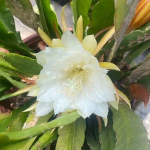 Cutting- White Frills Orchid Cactus Epiphyllum plant- elegant white flowers