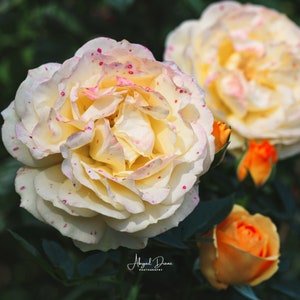 Rose Flower Print, Yellow and Pink Tea Roses, Floral Art, Macro Flower Photography,  Floral Kitchen Decor, Botanical Wall Art, Gift for Her