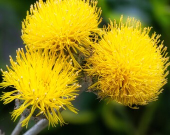 Yellow Lemon Ball Flower Print: Macro Nature Photography, Botanical Wall Art