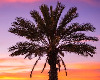 Palm Tree Sunset Photo Print: California Tropical Decor