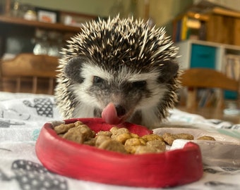 Mushroom Food Dish