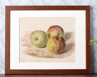 Print | Vintage Apples Still Life Water Color Painting, reproduced from an original painting | Art No. 1152