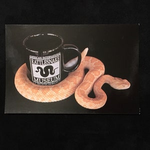 Könnte beinhalten: Eine schwarze Kaffeetasse mit dem Text "American International Rattlesnake Museum Albuquerque" darauf, die auf einer zusammengerollten Klapperschlange liegt.