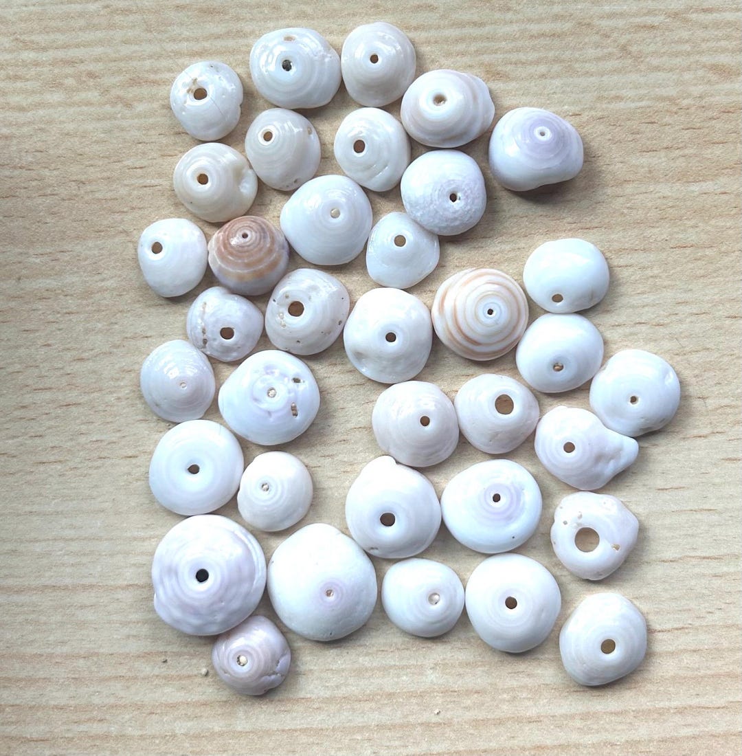 Puka Shell Buttons Puka Shells. Hand Picked North Shore Hawaiian Assortment - Etsy